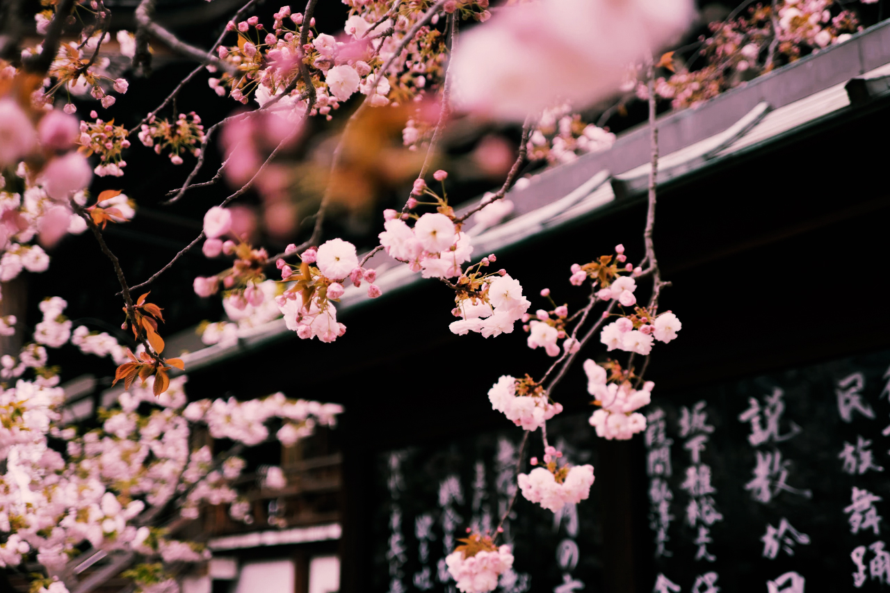 coupon sconti sakura