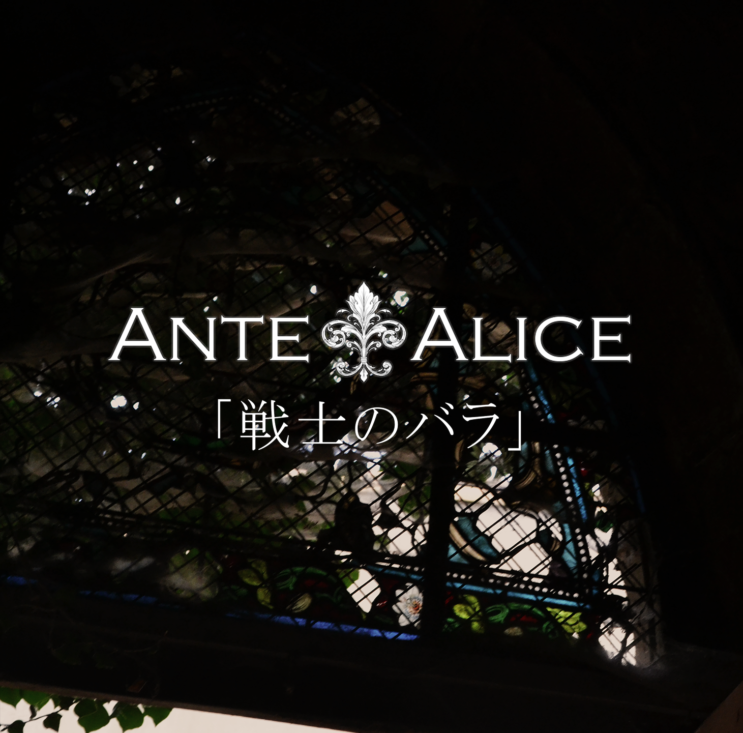 Senshi no bara - Ante alice