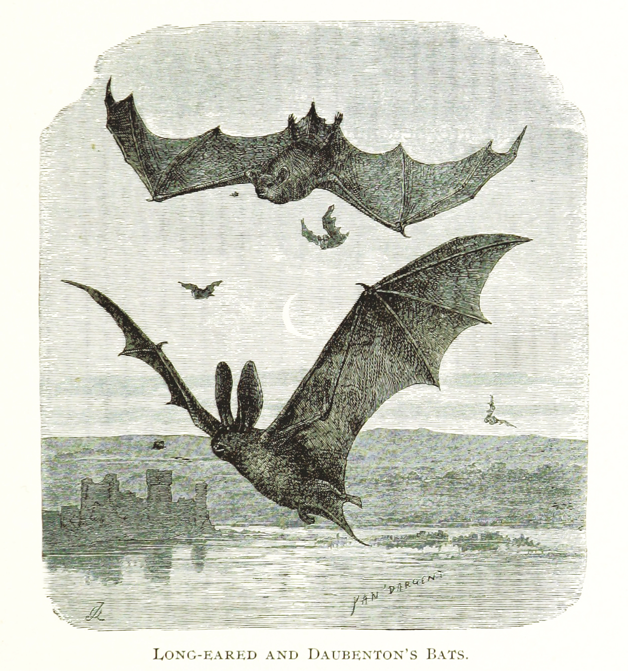Storia degli Affari Inglesi di William of Newburgh – Draculea