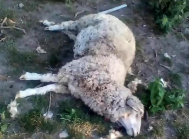 attacco alle pecore in ucraina