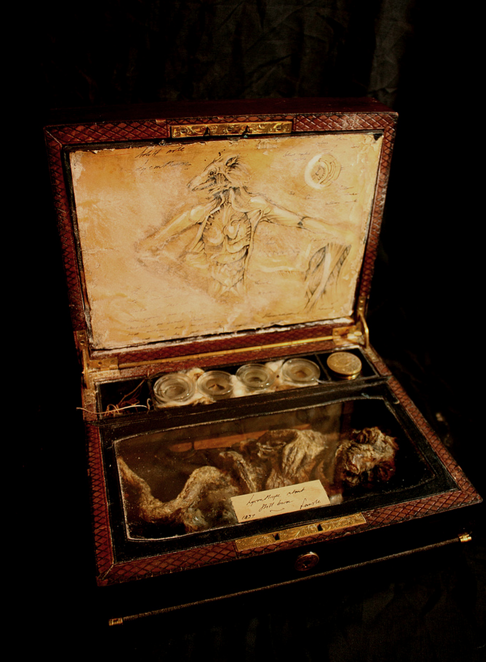 Homo Lupus (Lycanthrope) merrylin museum