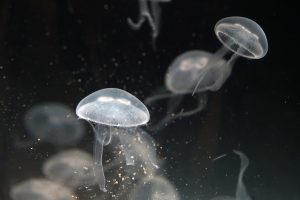 la medusa immortale 