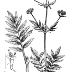 Fig. 1.-Valerian (Valeriana officinalis), one-third natural size. 1, flower; 2, flower after removal of corolla; 3, fruit crowned by the feathery pappus. 1, 2, 3 enlarged.