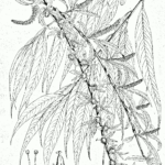 Salix Babylonica reduced from tab. 59 of D. Brandis, Illustrations of the Forest Flora of North-West and Central India, 1874published by Kurt Stüber, http://www.biolib.de