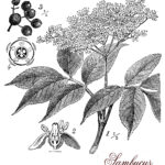 Vintage print describing Elderberry or sambucus plant botanical morphology:ornamental plant with white flowers, the berries are used medicinally or for juice, syrup and liqueur.