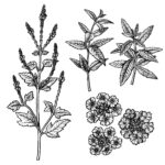 Hand drawn set of verbena plant, flowers, leaves and twigs. Retro isolated sketches. Vintage figure. Linear graphic design. Black and white image. Vector illustration.