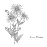 arnica