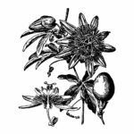 passiflora