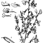 Cytisus scoparius, Common Broom