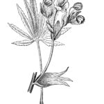 Helleborus foetidus